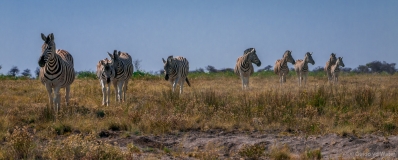 Zebra family, Namibia